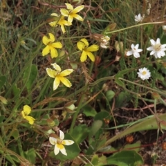 Goodenia paradoxa (Spur Goodenia) at Adaminaby, NSW - 5 Dec 2020 by AndyRoo