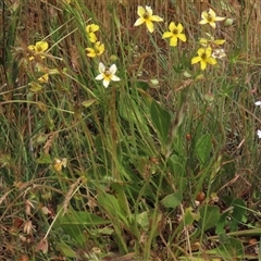 Goodenia paradoxa at Adaminaby, NSW - 5 Dec 2020 10:55 AM