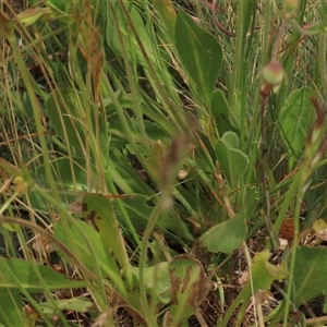 Goodenia paradoxa at Adaminaby, NSW - 5 Dec 2020 10:55 AM