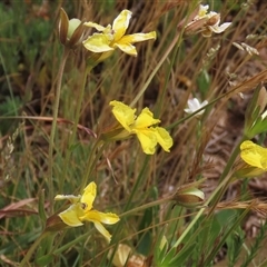 Goodenia paradoxa at Adaminaby, NSW - 5 Dec 2020 10:55 AM