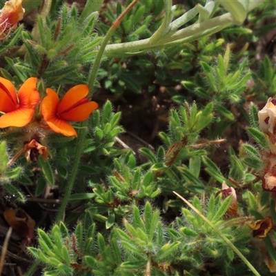 Pultenaea subspicata at Adaminaby, NSW - 5 Dec 2020 by AndyRoo