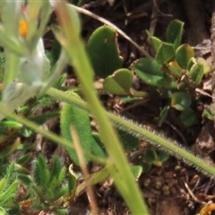 Hovea heterophylla at Adaminaby, NSW - 5 Dec 2020 by AndyRoo