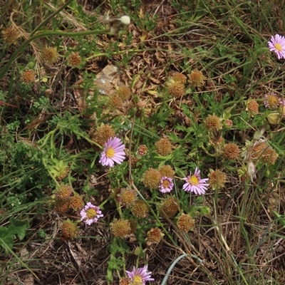 Calotis glandulosa (Mauve Burr-daisy) at Adaminaby, NSW - 5 Dec 2020 by AndyRoo