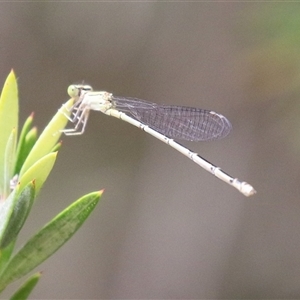 Coenagrionidae (family) at Fyshwick, ACT - 3 Mar 2025 12:43 PM