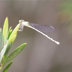 Coenagrionidae (family) at Fyshwick, ACT - 3 Mar 2025 12:43 PM