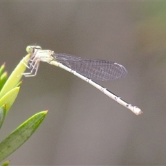Coenagrionidae (family) at Fyshwick, ACT - 3 Mar 2025 12:43 PM