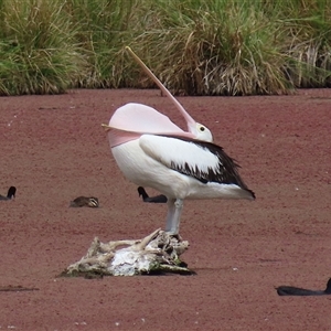 Pelecanus conspicillatus at Fyshwick, ACT - Yesterday 01:33 PM