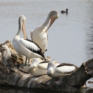 Pelecanus conspicillatus at Fyshwick, ACT - Yesterday 01:33 PM