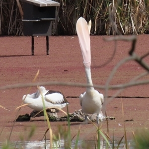 Pelecanus conspicillatus at Fyshwick, ACT - Yesterday 01:33 PM