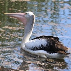 Pelecanus conspicillatus at Fyshwick, ACT - Yesterday 01:33 PM