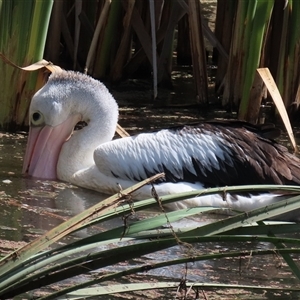 Pelecanus conspicillatus at Fyshwick, ACT - Yesterday 01:33 PM