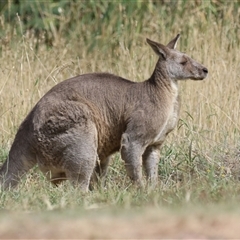 Macropus giganteus (Eastern Grey Kangaroo) at Fyshwick, ACT - 3 Mar 2025 by RodDeb