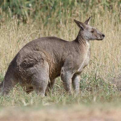 Macropus giganteus (Eastern Grey Kangaroo) at Fyshwick, ACT - 3 Mar 2025 by RodDeb