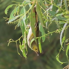 Ptilotula penicillata at Fyshwick, ACT - Yesterday by RodDeb