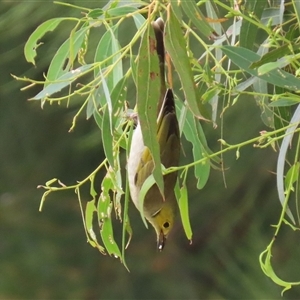 Ptilotula penicillata at Fyshwick, ACT - Yesterday 12:40 PM