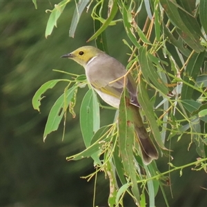 Ptilotula penicillata at Fyshwick, ACT - Yesterday 12:40 PM