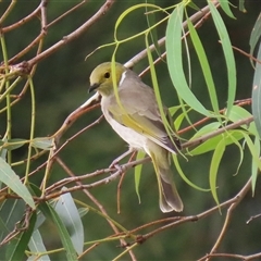 Ptilotula penicillata at Fyshwick, ACT - Yesterday 12:40 PM