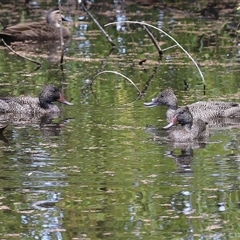 Stictonetta naevosa (Freckled Duck) at Fyshwick, ACT - 3 Mar 2025 by RodDeb