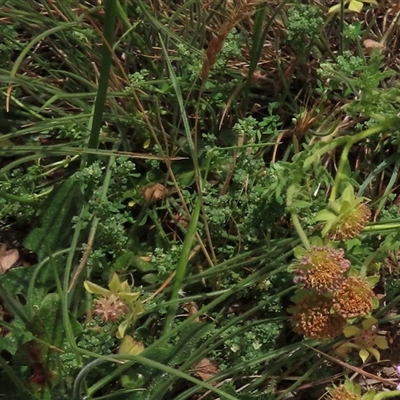 Poranthera microphylla at Adaminaby, NSW - 5 Dec 2020 by AndyRoo