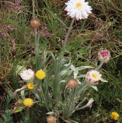 Leucochrysum albicans subsp. tricolor (Hoary Sunray) at Adaminaby, NSW - 5 Dec 2020 by AndyRoo