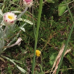 Mirbelia oxylobioides at Adaminaby, NSW - 5 Dec 2020 by AndyRoo