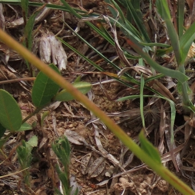 Bossiaea prostrata at Adaminaby, NSW - 5 Dec 2020 by AndyRoo