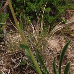 Dillwynia prostrata (Matted Parrot-pea) at Adaminaby, NSW - 5 Dec 2020 by AndyRoo