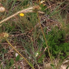 Dillwynia prostrata at Adaminaby, NSW - 5 Dec 2020 11:11 AM