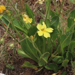 Goodenia paradoxa at Adaminaby, NSW - 5 Dec 2020 11:15 AM