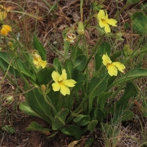 Goodenia paradoxa at Adaminaby, NSW - 5 Dec 2020 11:15 AM