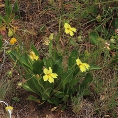 Goodenia paradoxa at Adaminaby, NSW - 5 Dec 2020 11:15 AM