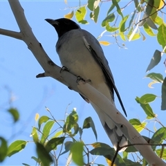 Coracina novaehollandiae (Black-faced Cuckooshrike) at Killara, VIC - 2 Mar 2025 by KylieWaldon