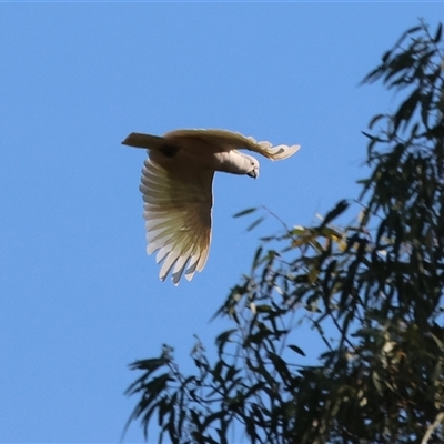 Cacatua galerita (Sulphur-crested Cockatoo) at Killara, VIC - 2 Mar 2025 by KylieWaldon