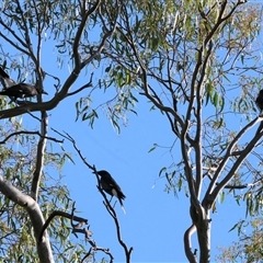 Strepera graculina (Pied Currawong) at Killara, VIC - 2 Mar 2025 by KylieWaldon