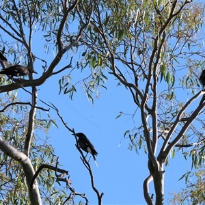 Strepera graculina at Killara, VIC - 2 Mar 2025 08:04 AM