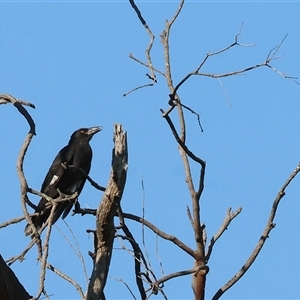 Strepera graculina at Killara, VIC - 2 Mar 2025 08:04 AM