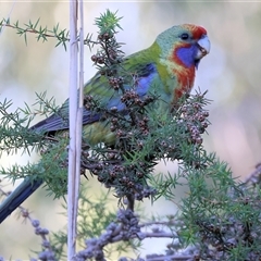 Platycercus elegans flaveolus (Yellow Rosella) at Killara, VIC - 2 Mar 2025 by KylieWaldon