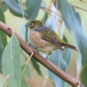 Zosterops lateralis (Silvereye) at Killara, VIC - 2 Mar 2025 by KylieWaldon