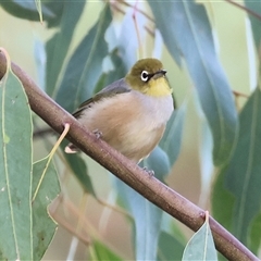Zosterops lateralis at Killara, VIC - 2 Mar 2025 08:26 AM