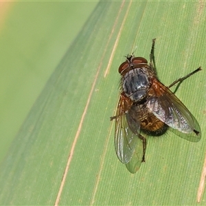 Unidentified Blow fly (Calliphoridae) at Killara, VIC - 2 Mar 2025 by KylieWaldon