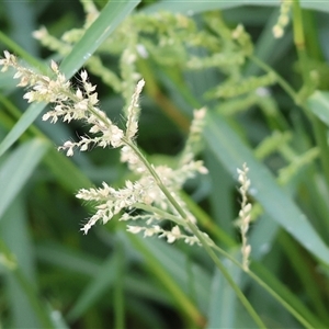 Echinochloa crus-galli (Barnyard Grass) at Killara, VIC - 2 Mar 2025 by KylieWaldon