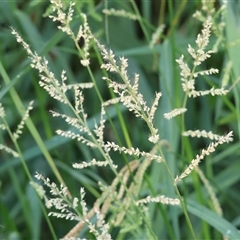 Echinochloa crus-galli at Killara, VIC - 2 Mar 2025 08:11 AM