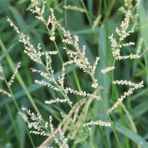 Echinochloa crus-galli at Killara, VIC - 2 Mar 2025 08:11 AM