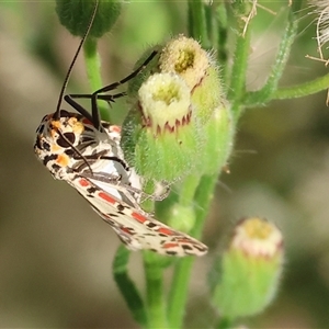 Utetheisa (genus) (A tiger moth) at Killara, VIC - 2 Mar 2025 by KylieWaldon