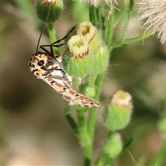 Utetheisa (genus) at Killara, VIC - 2 Mar 2025 08:13 AM