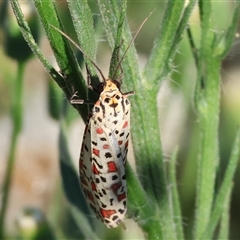 Utetheisa (genus) at Killara, VIC - 2 Mar 2025 08:15 AM