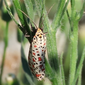 Utetheisa (genus) at Killara, VIC - 2 Mar 2025 08:15 AM