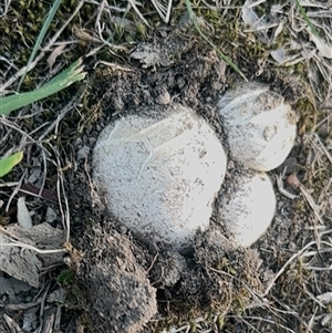 Unidentified Fungus at Heyfield, VIC - 4 Mar 2025 by Sweetpea