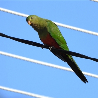 Alisterus scapularis (Australian King-Parrot) at Kambah, ACT - 15 Feb 2025 by LineMarie