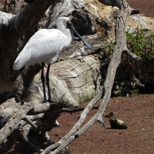 Platalea regia (Royal Spoonbill) at Fyshwick, ACT - 28 Feb 2025 by LineMarie